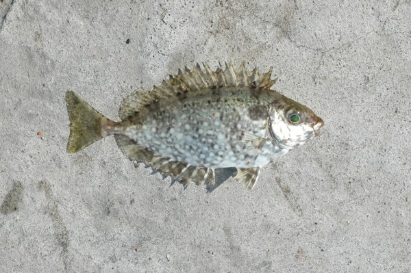釣泥鯭入門